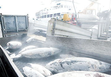 鮮度を封じ込めるブライン凍結